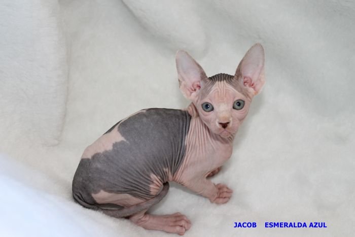 JACOB