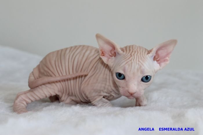 ANGELA
