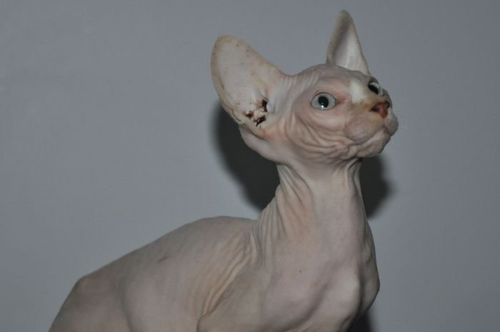 MARLON MONTESPHYNX *ES
