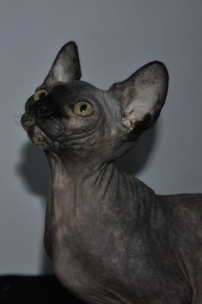GRETA MONTESPHYNX *ES