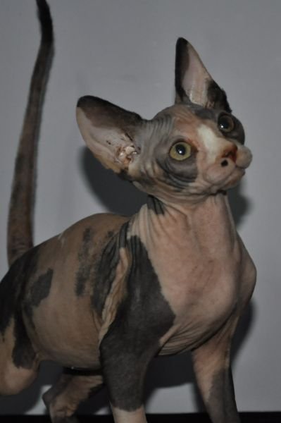 MARILYN MONTESPHYNX *ES