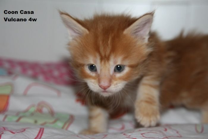 Coon Casa Vulcano - 4 weeks
