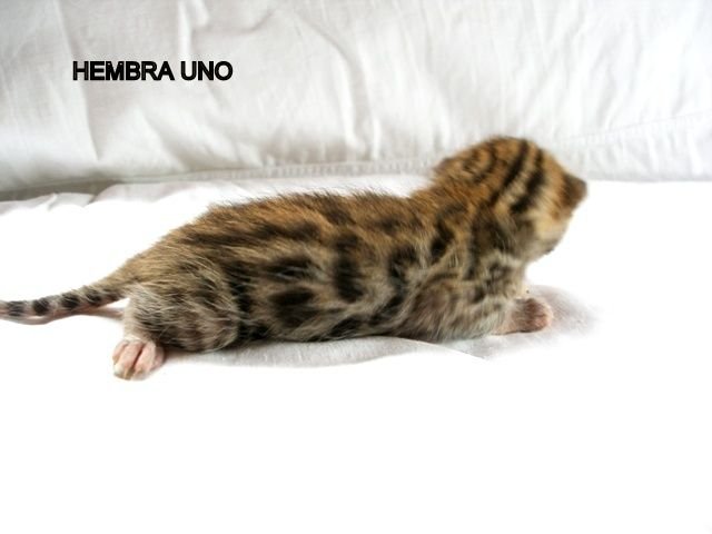 Hembra 1