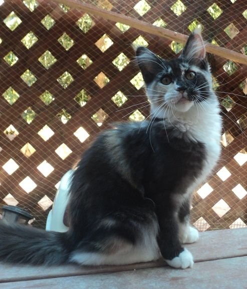 Gina