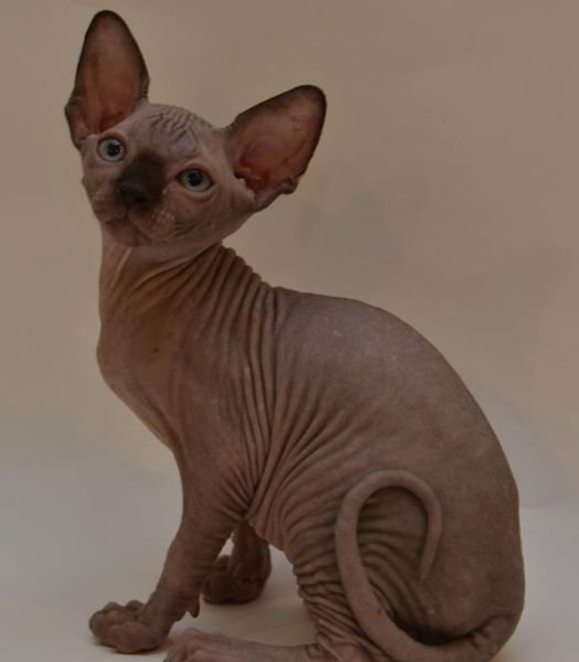 Cezar