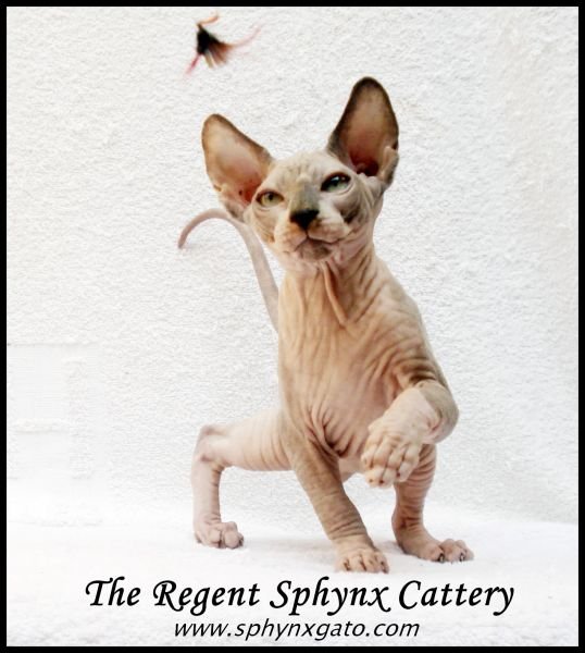 The Regent Troya