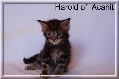 Harold of Acanit