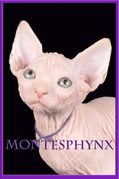 TOSCA MONTESPHYNX