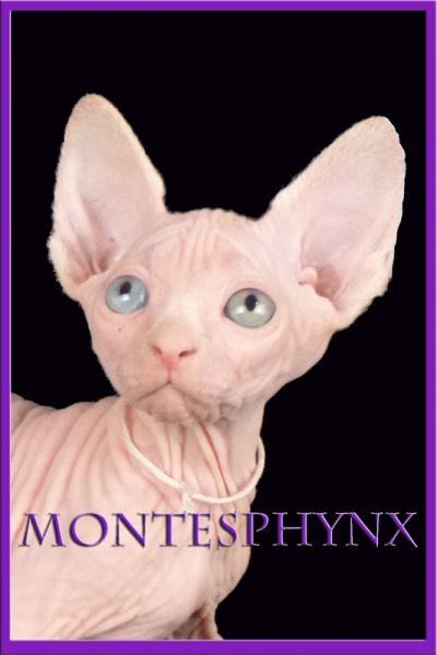 LA BOHÈME MONTESPHYNX