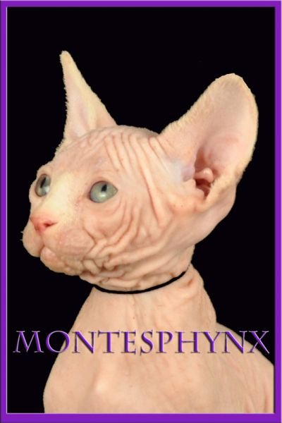 LA TRAVIATA MONTESPHYNX