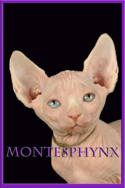 AÍDA MONTESPHYNX