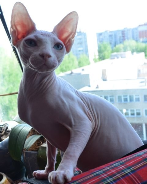 Хелли