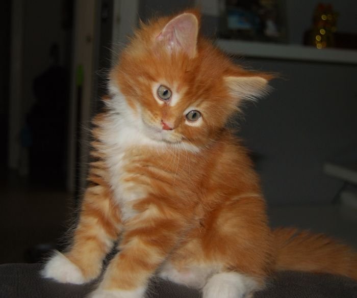 Tyrion