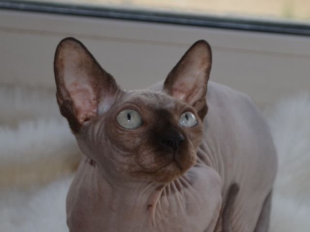 INDIGO