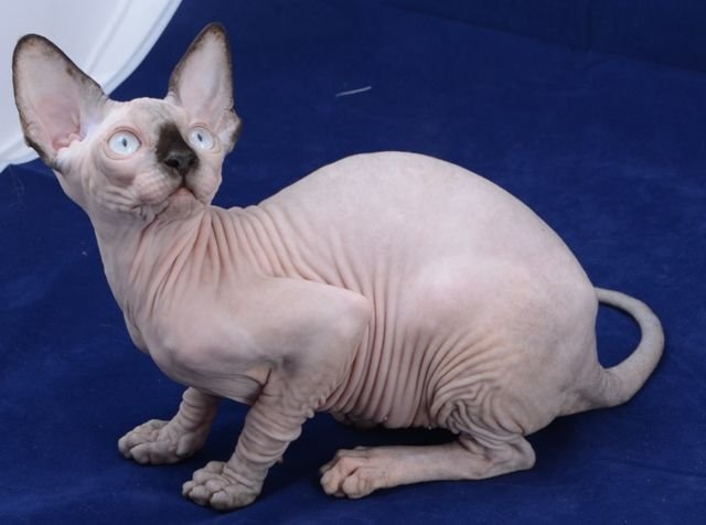 Kleopatra