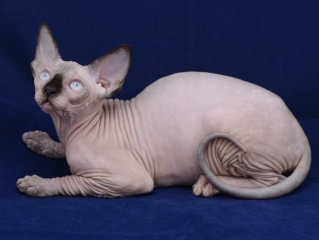 KLEOPATRA