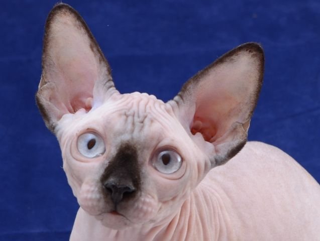 KLEOPATRA