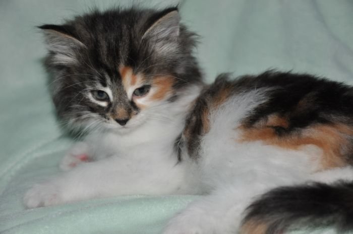 Bellatrix