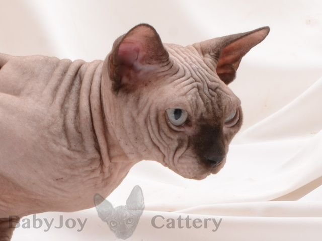 Baby Joy Silvestr