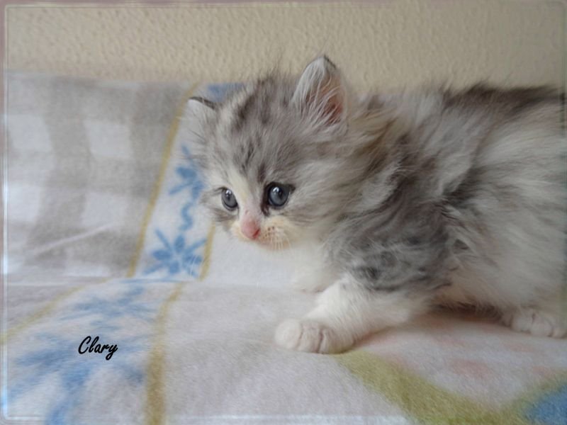 CeeJeeDolls Clary