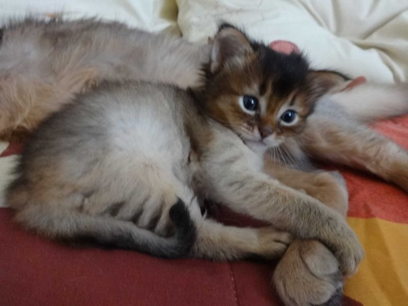 Bebe