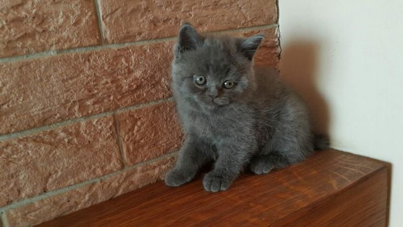 Kitti