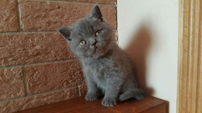 Kevin