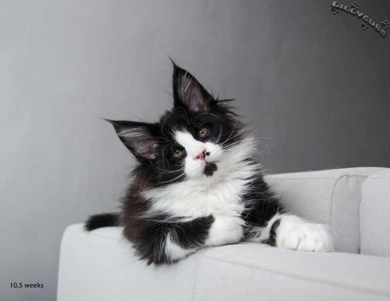 I-Paw Lillycubs*PL