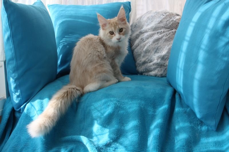 BORIS