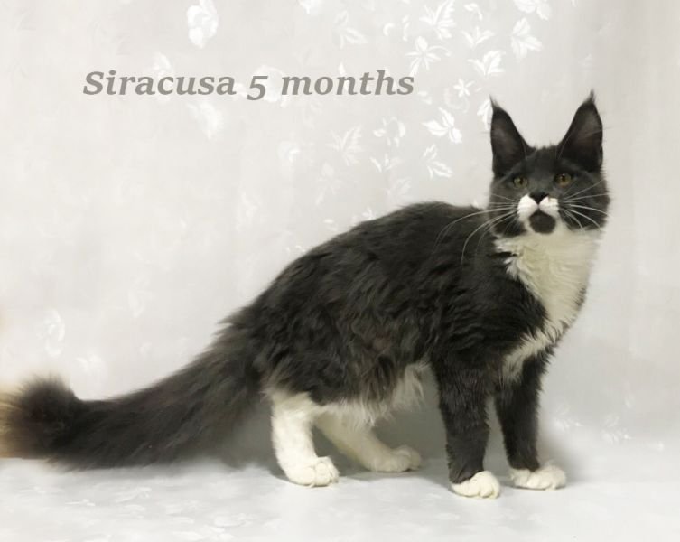 Kingcoons Siracusa