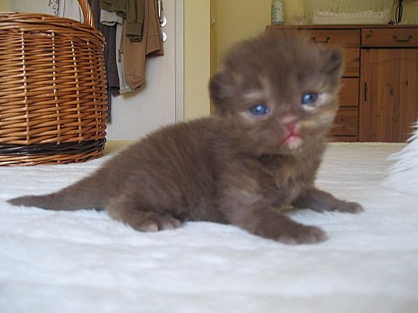 Chocolaya