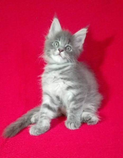 Galaxy of Gray Lion