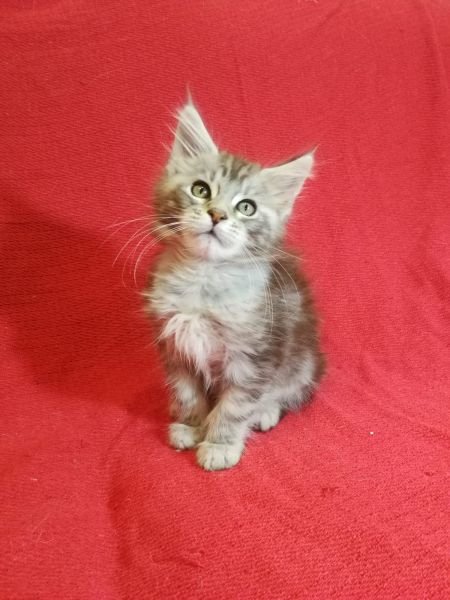 Rengar