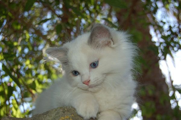 Pasha