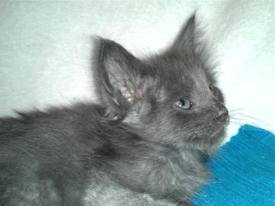 Thor