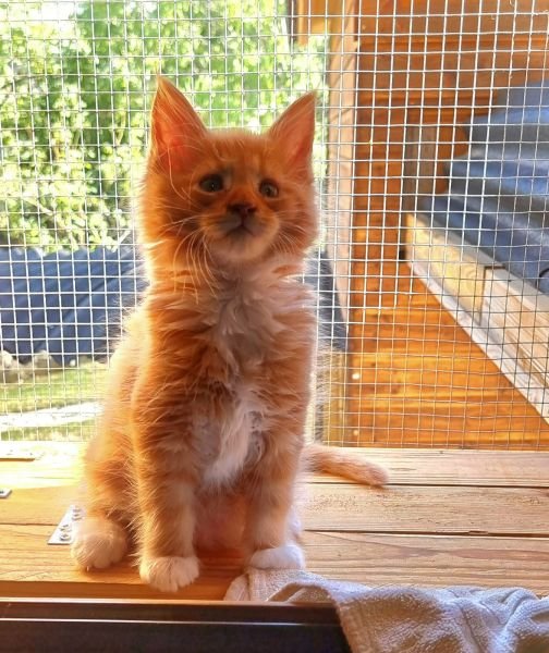 Maine Coon