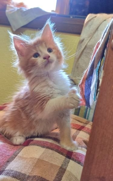 Maine Coon