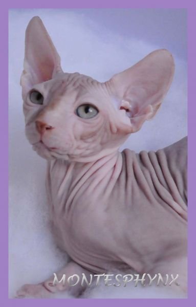 O´MALLEY MONTESPHYNX *ES