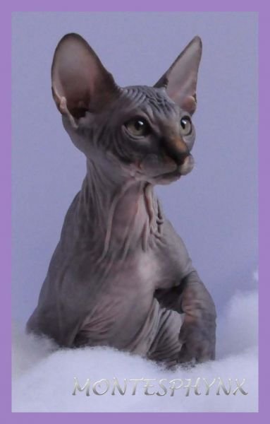 BERLIOZ MONTESPHYNX *ES