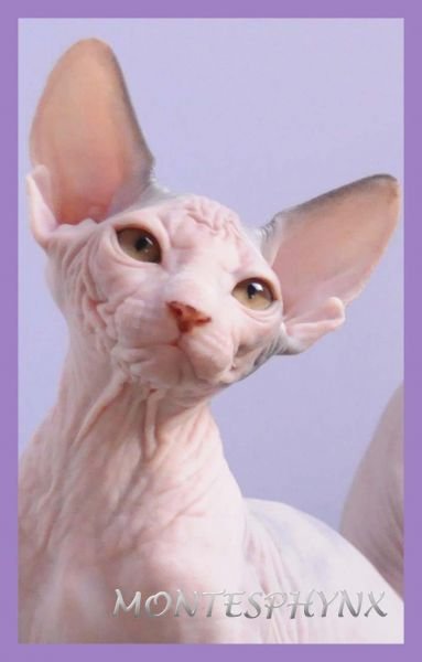 MARIE MONTESPHYNX *ES