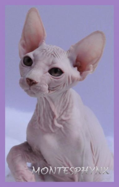 TOULOUSE MONTESPHYNX *ES