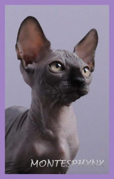 ROQUEFORT MONTESPHYNX *ES