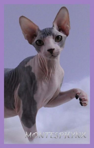 AKASHA MONTESPHYNX *ES