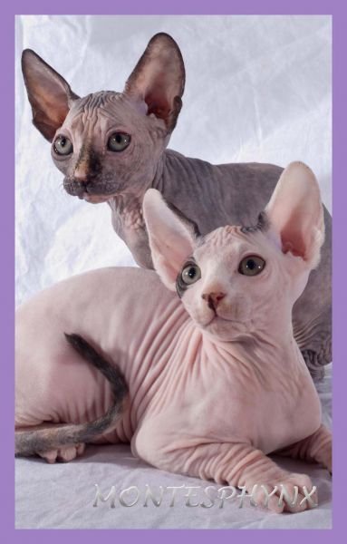 GEORG AND DJINA´S KITTENS