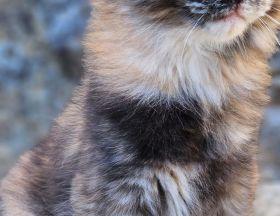 Eowyn