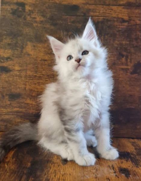 Maine Coon