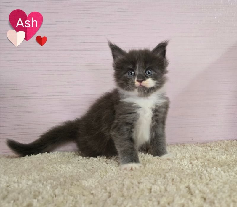 Maine Coon