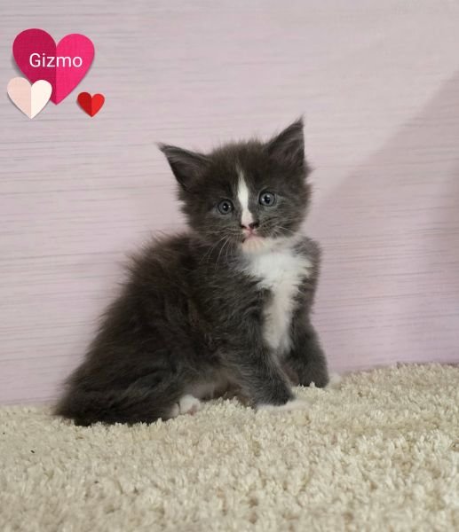 Maine Coon