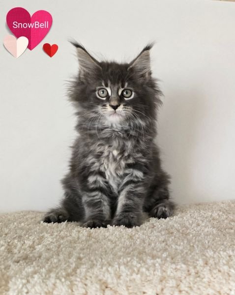 Maine Coon