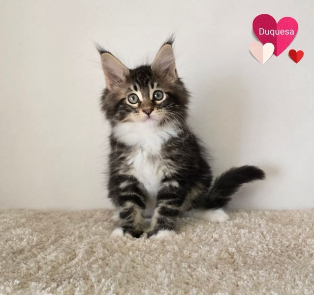 Maine Coon